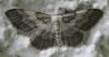 Idaea sp.